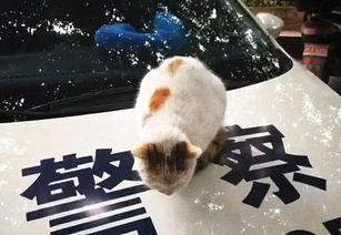 两只猫吃瓜群众都等不及,围观群众翘首以待