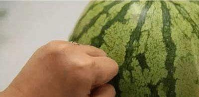 吃瓜群众挑瓜方法,吃瓜群众教你如何挑出最佳瓜果
