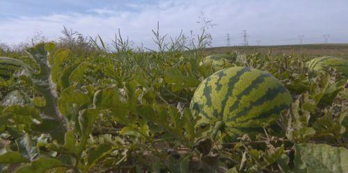 草丛中的吃瓜群众是谁啊,草丛中的吃瓜群众究竟是谁？