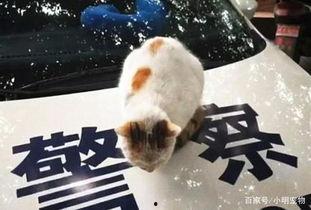 吃瓜群众猫在大街,吃瓜群众围观一幕