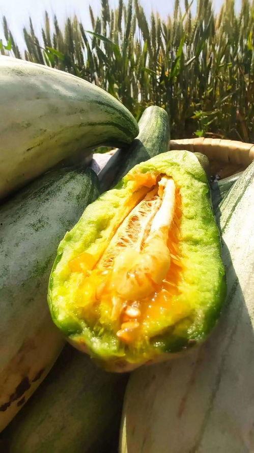 安静群众吃瓜视频,安静群众吃瓜，揭秘幕后真相