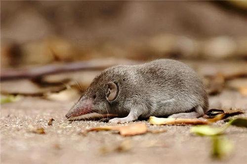 老鼠吃瓜群众视频,揭秘老鼠吃瓜群众的热闹一幕