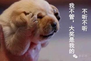 大乐透吃瓜群众视频,揭秘彩票背后的故事与趣味