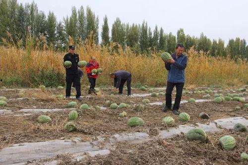 临猗县吃瓜群众事迹材料,临猗县“吃瓜群众”助力社会治理的生动实践